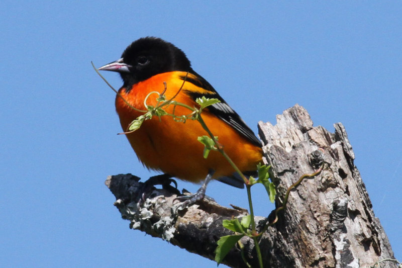 Baltimore Oriole, Cameron Parish, 4/21/12