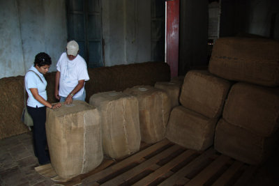 Tobaco ready for export