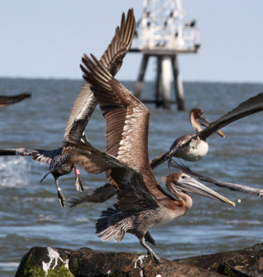 Brown Pelicans, One with band.