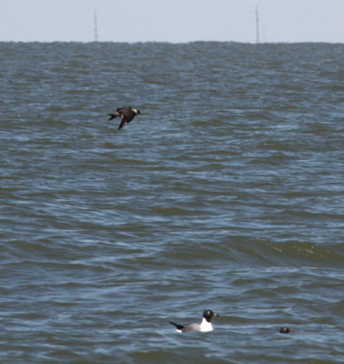 Pomarine Jaeger making a quick fly by.
