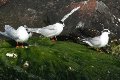 Common Tern with Forester Terns