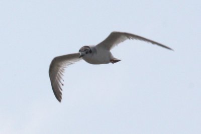Little Gull over the Calcasieu River in Cameron