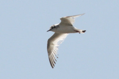 Little Gull over the Calcasieu River in Cameron