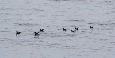 Mixed Storm-petrels allowed to idle in fairly close.