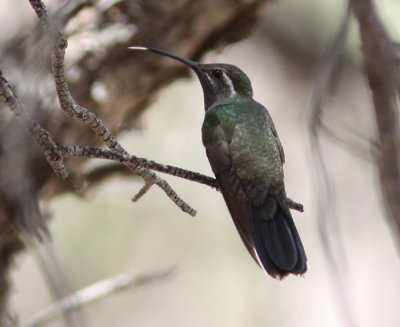 Hummingbirds in Big Bend and Davis Mtns, Aug. 2011
