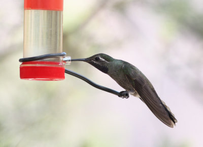 Blue-throated Hummingbird, Big Bend NP