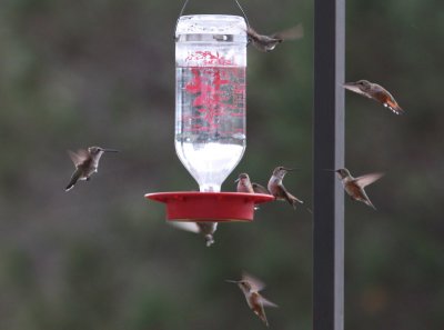 Action at TNC feeders, Davis Mtns