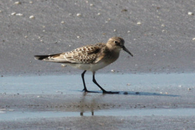 Baird's Sandpiper, Holly Beach, Sept 8, 2011