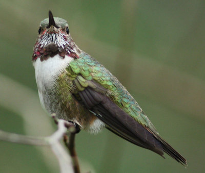 Broad-tailed Hummingbird, Lafayette, March 2009