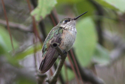 Calliope Hummingbird, Lafayette, LA., 11/9/11