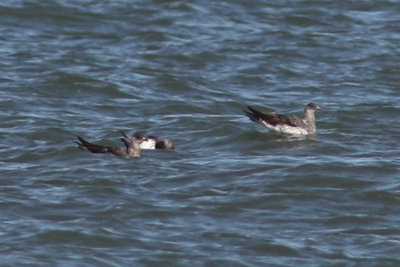 Jaegers #5,6,&7, Cameron, 11/11/11. These three were together on the water. All exhibit the pale color at the base of the bill.