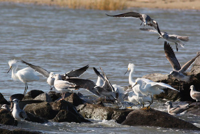 Cameron.11.11.11. rising tide caused a nice flow through the jetty rocks. Feeding time for the birds.