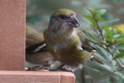 Red Crossbill, yard of Karen Fay, near St Francisville, LA, 1/13/12