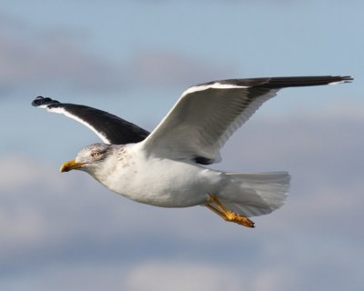 Lesser Black-backed Gull, Cameron Parish, 2/19/12