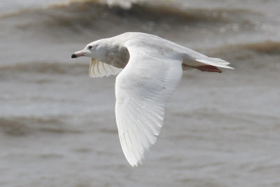 Glaucous Gull, Holy Beach, 3/17/12