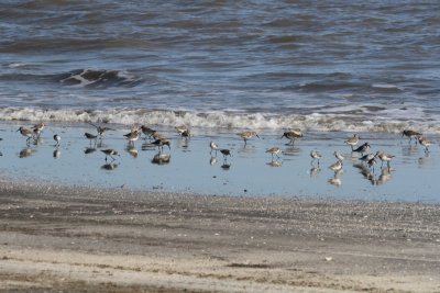Semipalmated Sandpipers, March 24, 2012
