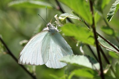 Butterfly, Cameron Parish, 4/21/12