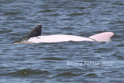 White Bottle-nosed Dolphin, Cameron, 4/22/12