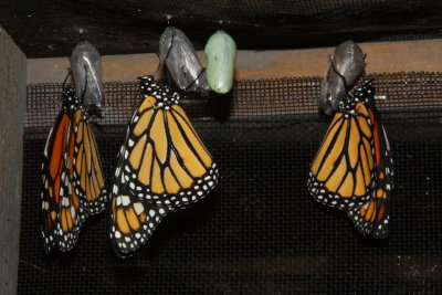 Monarchs emerging.