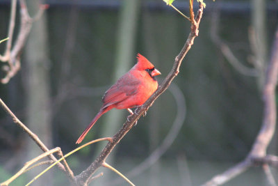 Northern Cardinal.01.patton.jpg
