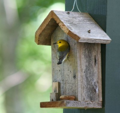 Prothonotary Warbler.01.patton.jpg