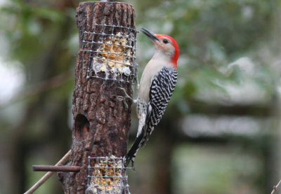 Red.bellied Woodpecker 01. patton.jpg