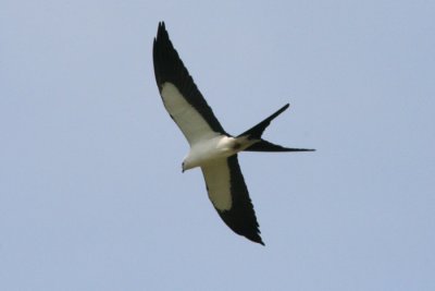 SWallow.tailed Kite.01.patton.jpg