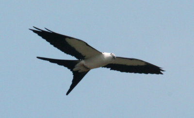 SWallow.tailed Kite.02.patton.jpg