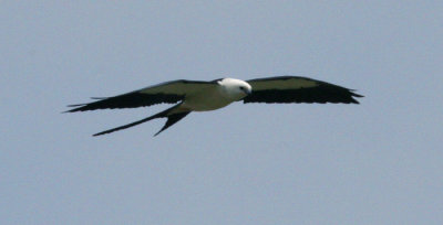 SWallow.tailed Kite.03.patton.jpg