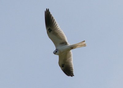 White.tailed.Kite.01.patton.jpg