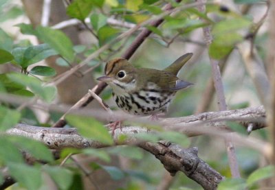 Ovenbird, Franklin Quad, 1/22/08