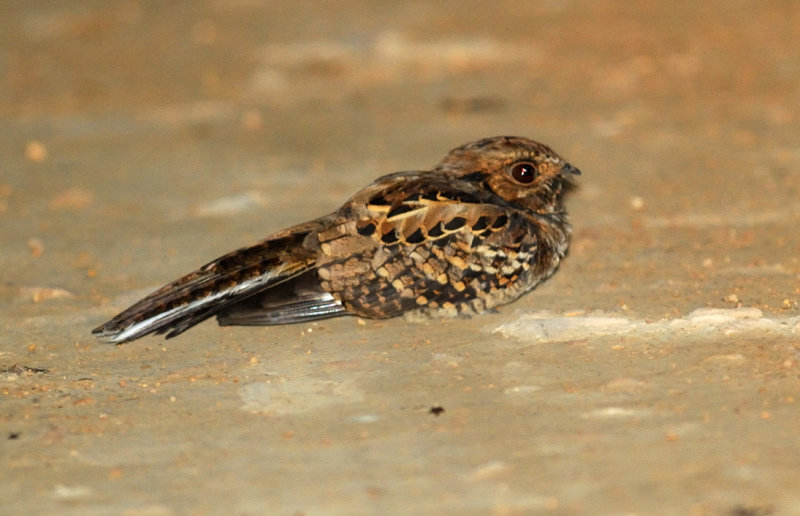 Nyctidromus albicolis male.jpg