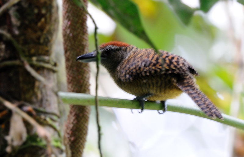 Cymbilaimus lineatus female.jpg