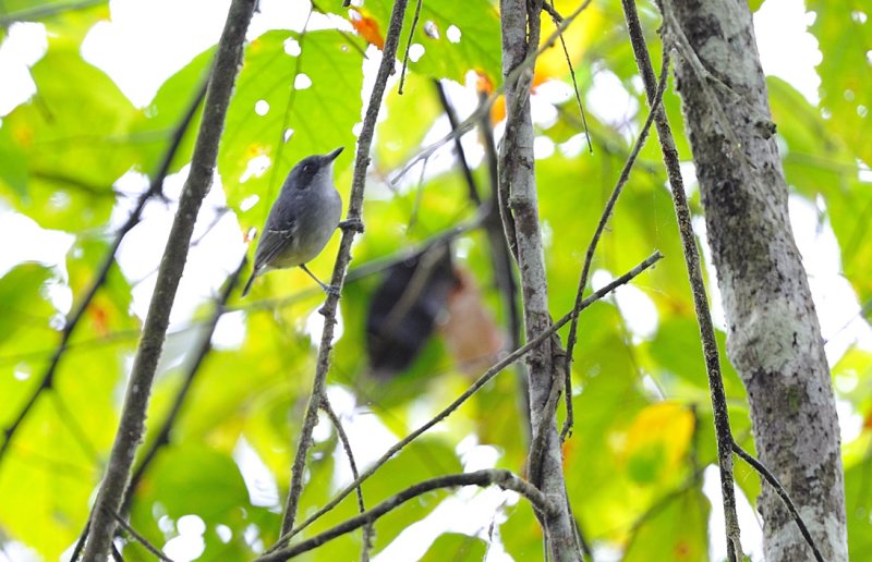 Dysithamnus mentalis male.jpg