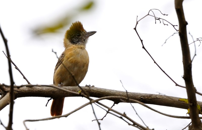 Sakesphorus bernardi female.jpg