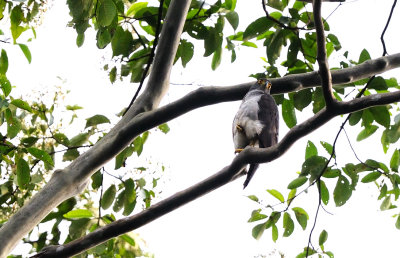 Accipiter bicolor.jpg