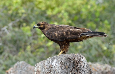 Buteo galapagoensis.jpg