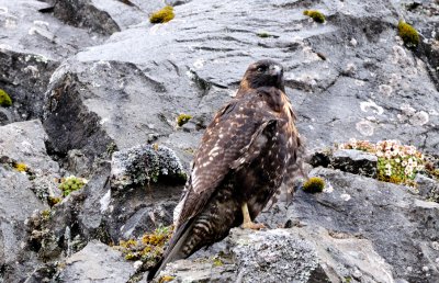 Buteo polysoma.jpg