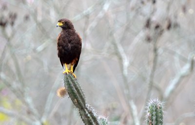 Parabuteo unicintus.jpg