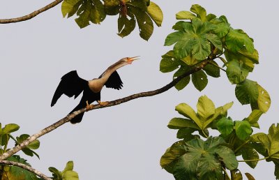 anhingidae