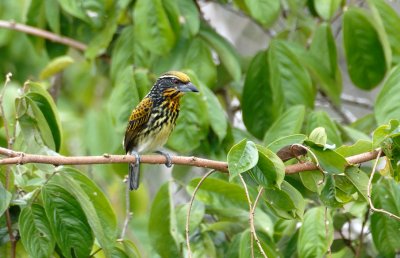 Capito auratus female.jpg