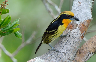 Capito auratus male.jpg