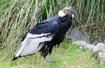 cathartidae