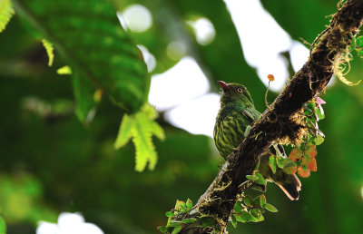 Pipreola jucunda female.jpg
