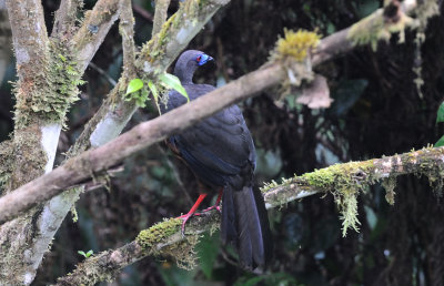 Chamaepetes goudotii male.jpg
