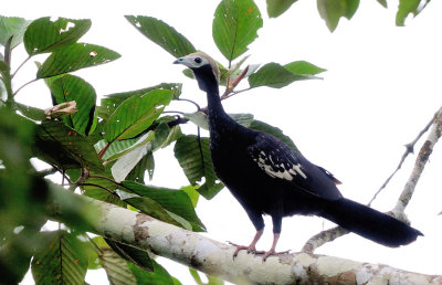 cracidae