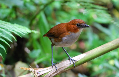 Grallaria hypoleuca.jpg