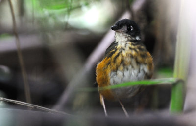 formicariidae