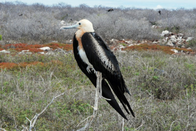 fregatidae