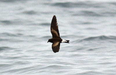hydrobatidae